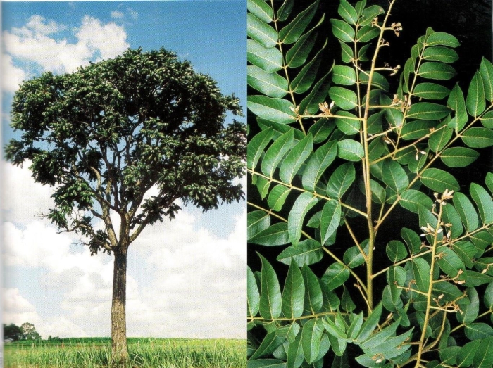 Дерево бархат амурский