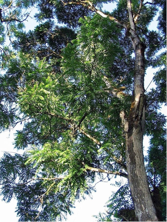 Pterocarpus indicus