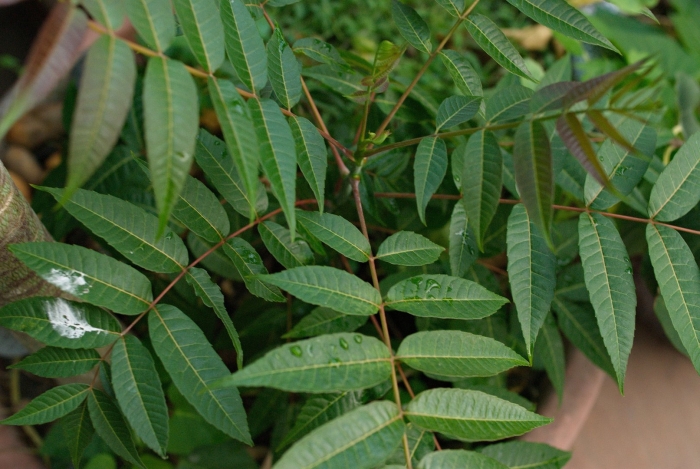 Rhus glabra