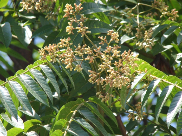 Айлант высочайший