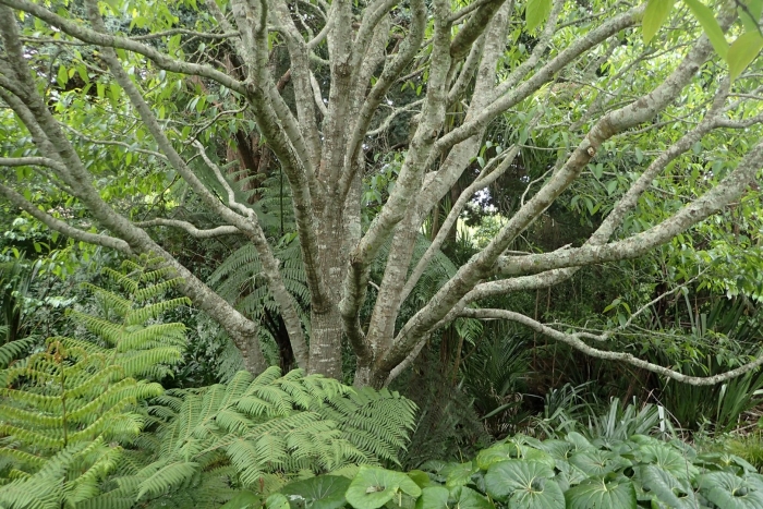 Джурамая синенсис