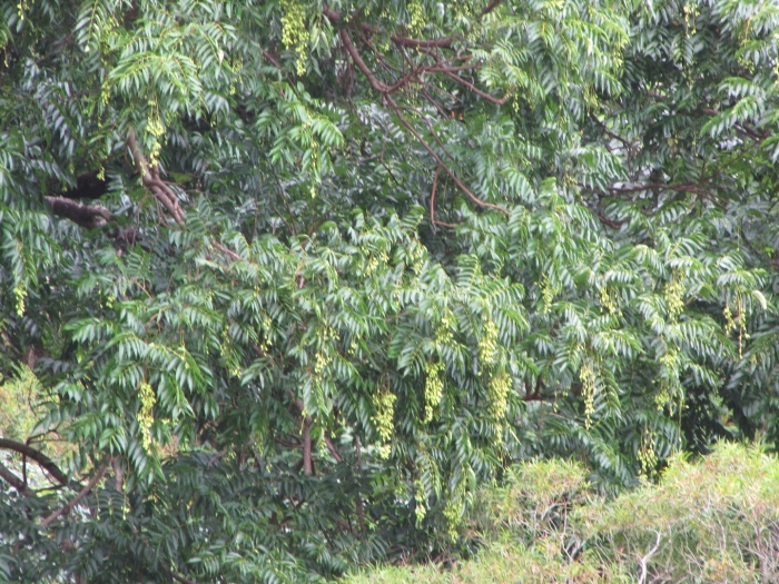 Карагана уссурийская