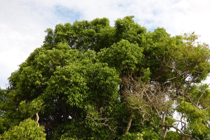 Цедрела дерево