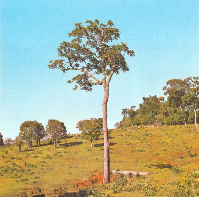 Тропические деревья