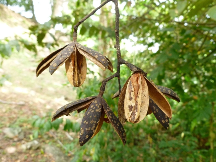 Carya illinoinensis