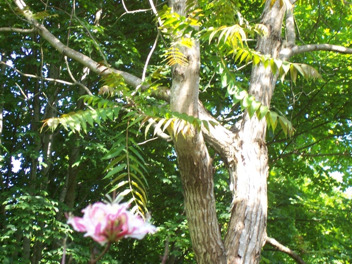 Айлант китайский ясень