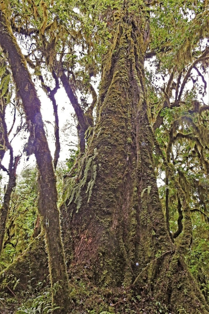 Cedrela angustifolia