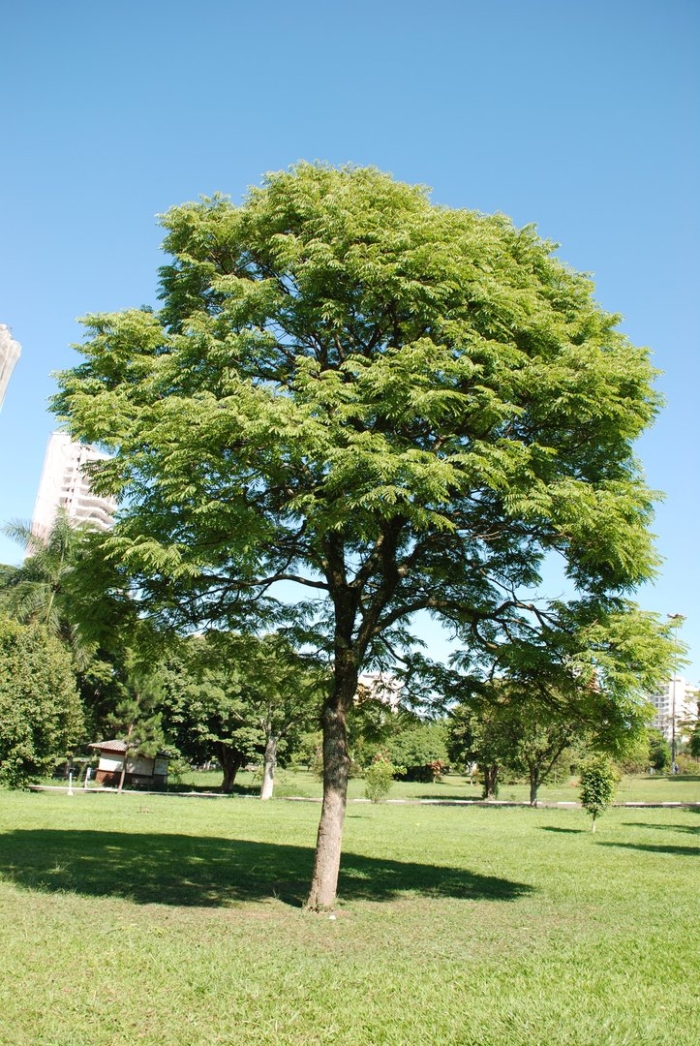 Цезальпиния дерево бразильское