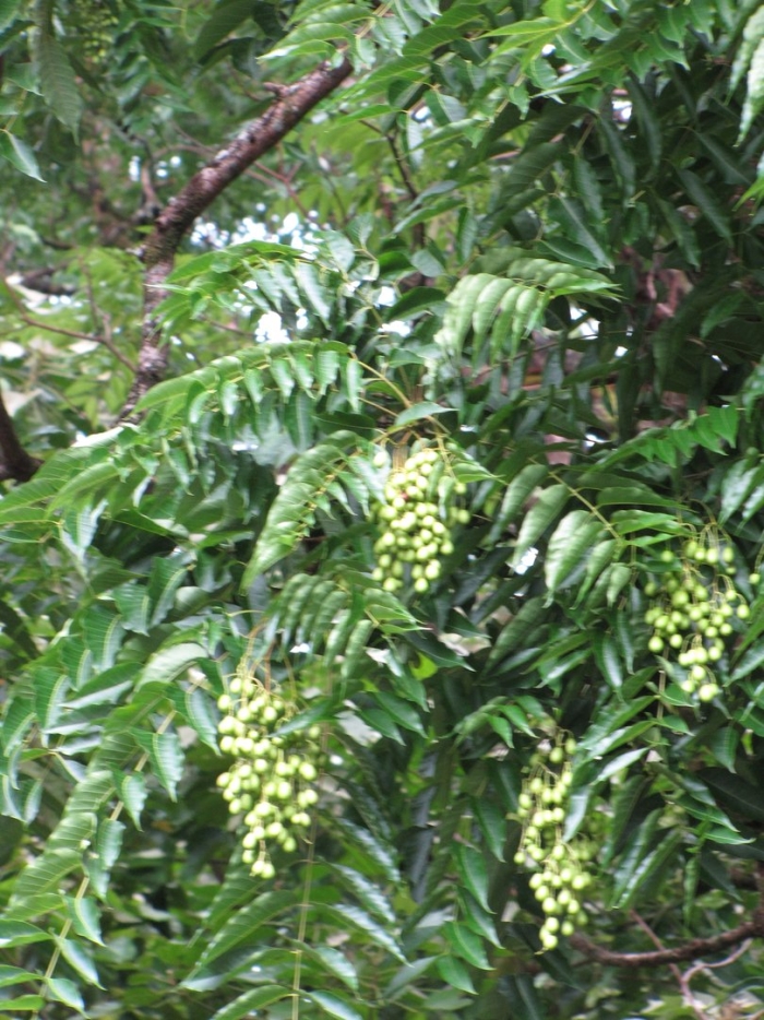 Pterocarya fraxinifolia