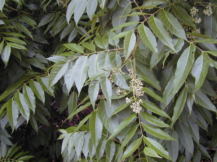 Phellodendron amurense