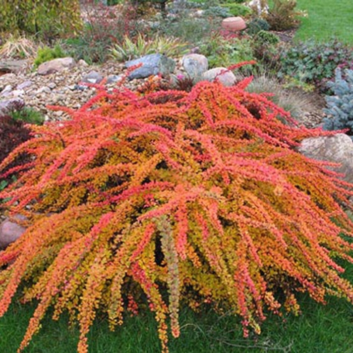 Барбарис тунберга грин карпет