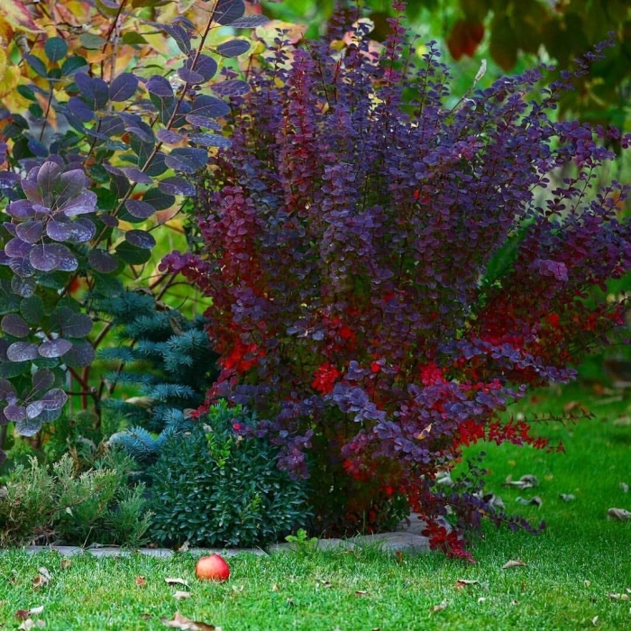 Барбарис тунберга суперба