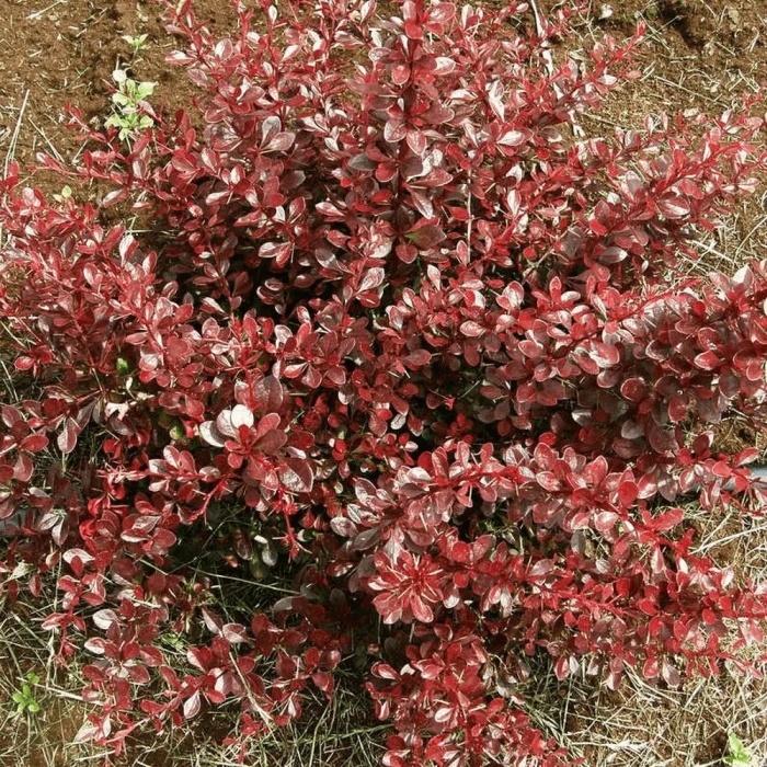 Барбарис тунберга кармен