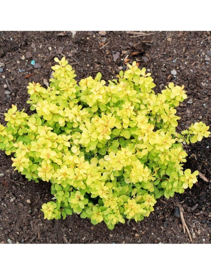 Ауреа барбарис