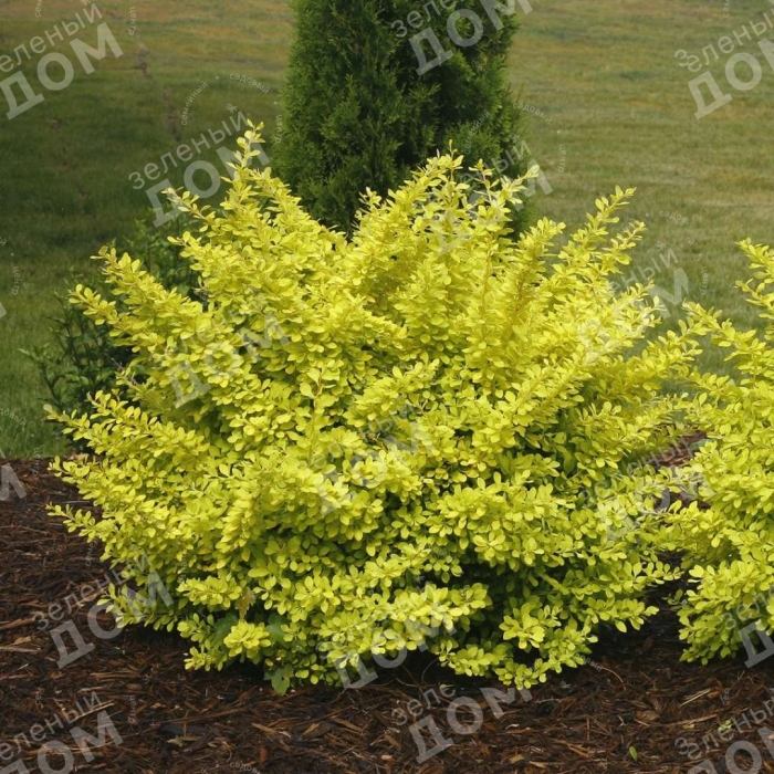 Барбарис ауреа