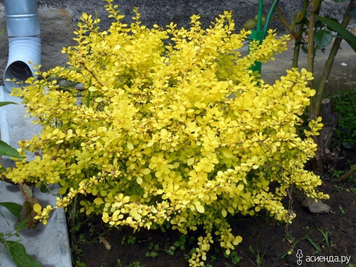 Барбарис тунберга ауреа