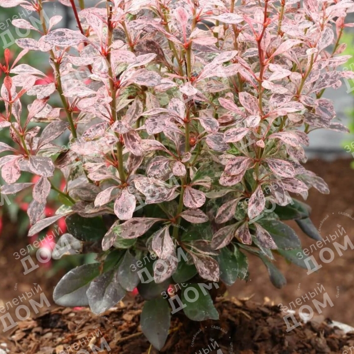 Барбарис тунберга rosy rocket