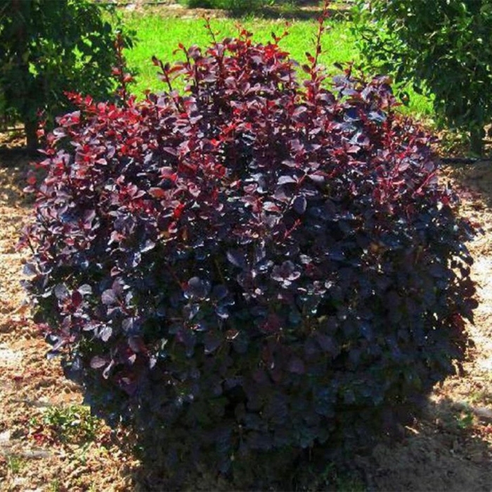 Барбарис куст