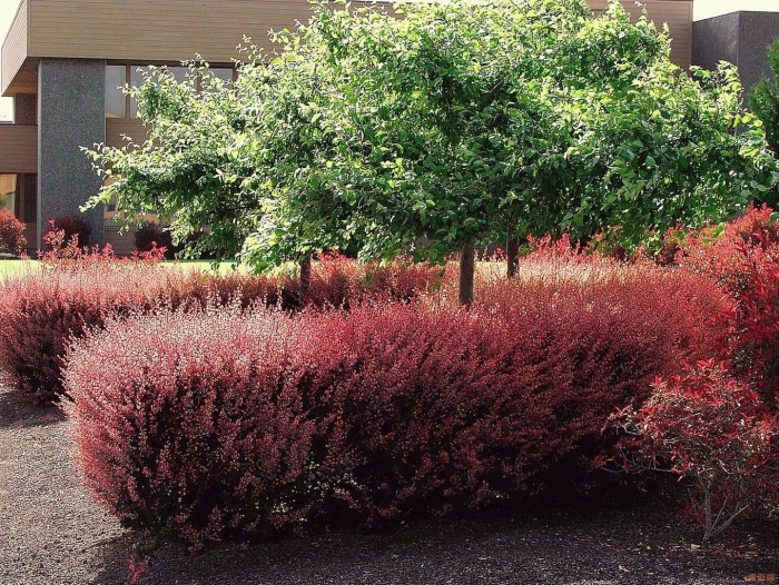 Барбарис тунберга атропурпуреа живая изгородь