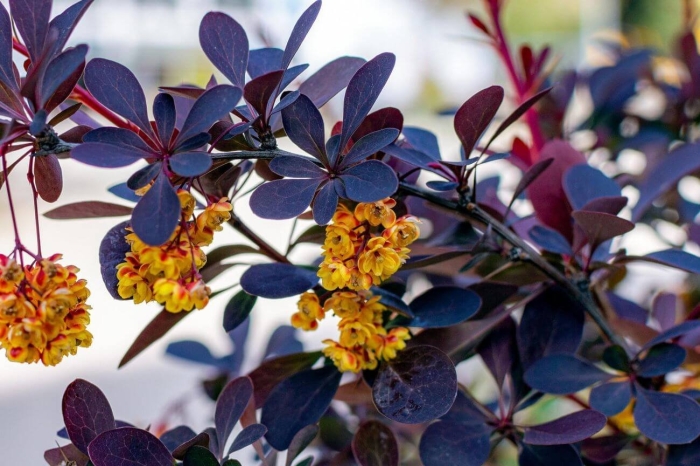 Барбарис оттавский