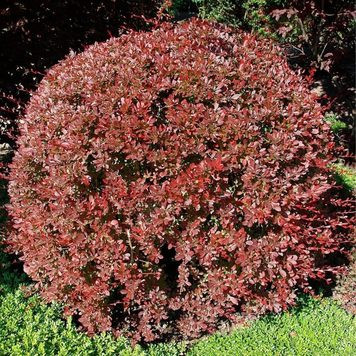 Барбарис тунберга aтропурпурея