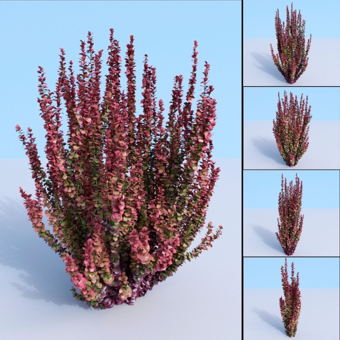 Вереск calluna vulgaris