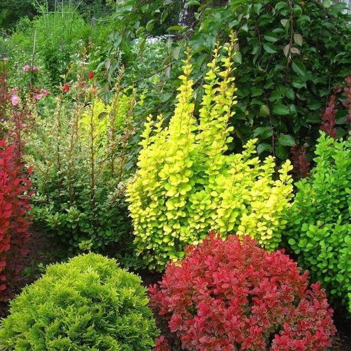 Барбарис тунберга мария