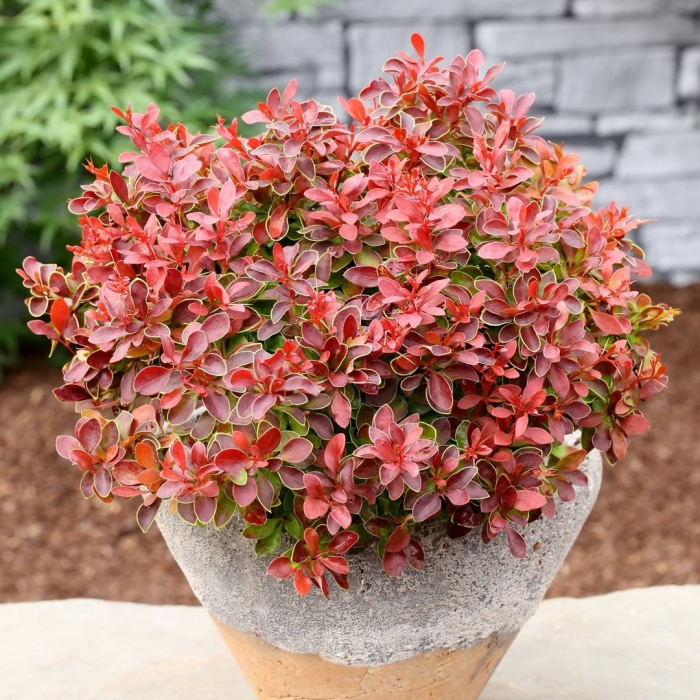 Барбарис тунберга адмире