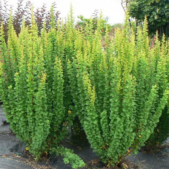 Барбарис тунберга эректа