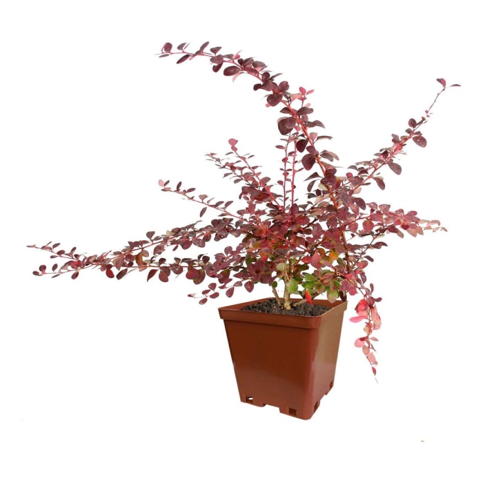 Барбарис оттавский superba суперба