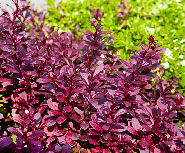 Барбарис тунберга атропурпуреа изгородь