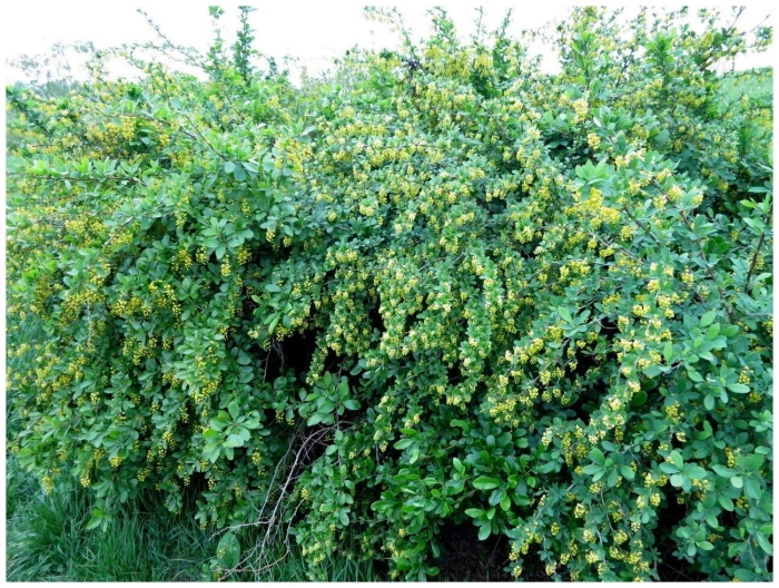 Барбарис тунберга обыкновенный