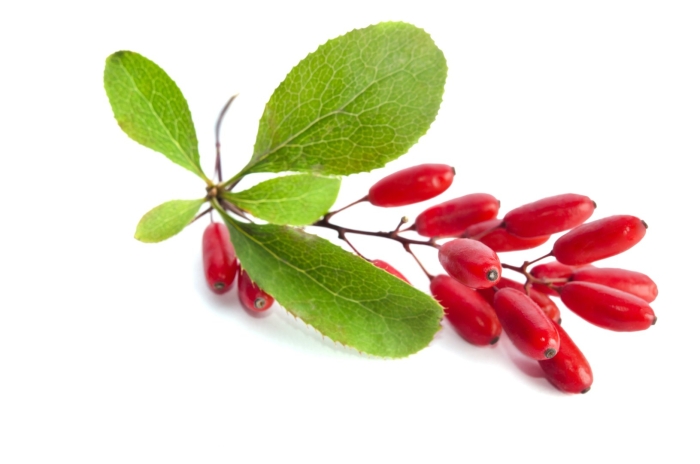 Барбарис на белом фоне