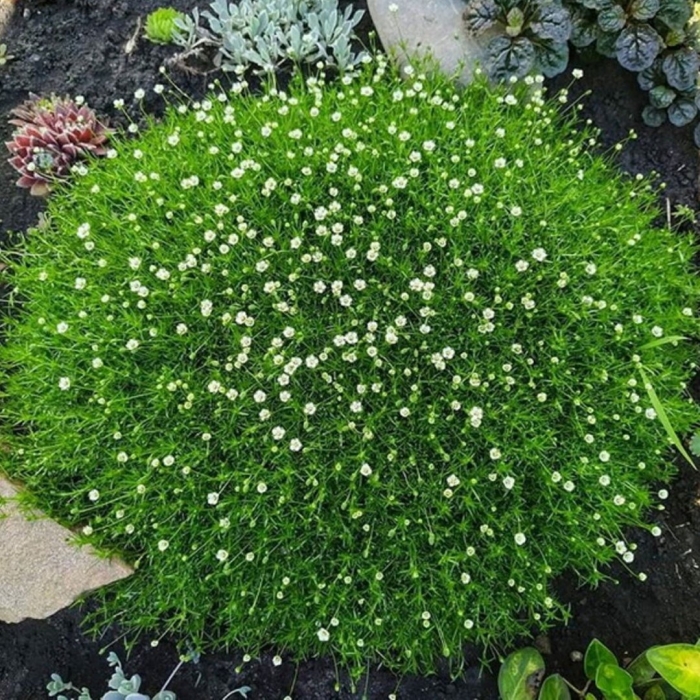 Мшанка шиловидная