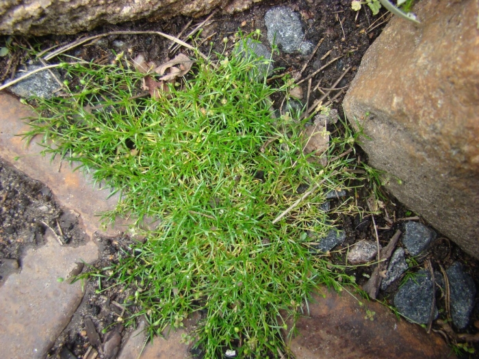Мшанка шиловидная sagina subulata