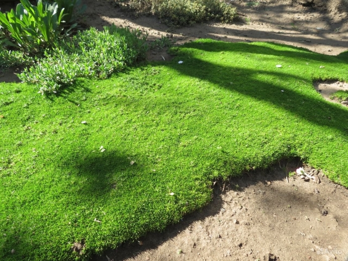 Мох вместо газона