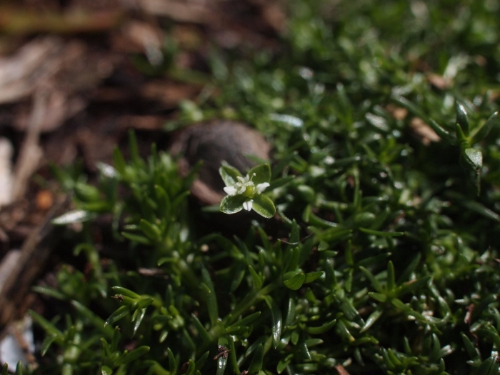 Мшанка sagina subulata