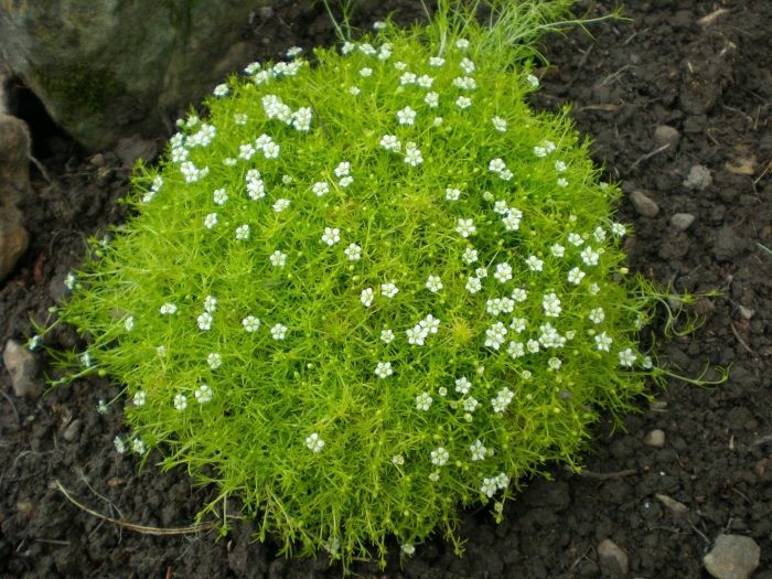 Сагина шиловидная мшанка