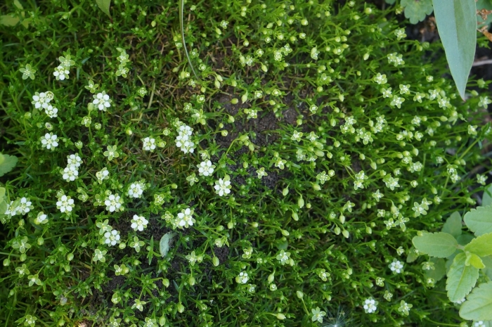 Мшанка шиловидная sagina subulata