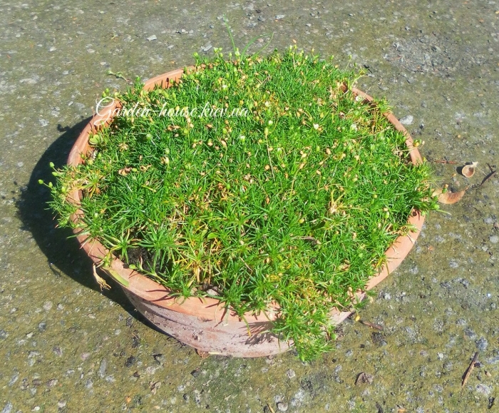 Мшанка шиловидная sagina subulata