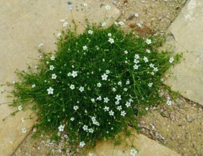 Мшанка шиловидная sagina subulata