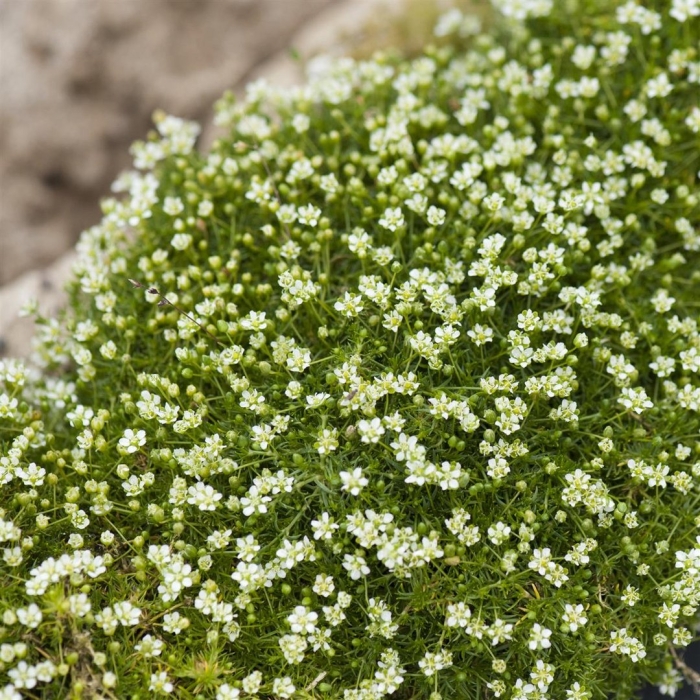 Шиловидная мшанка