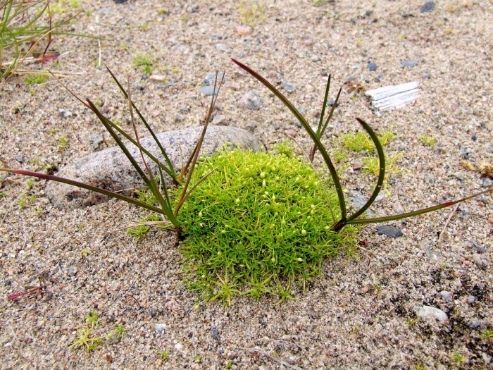 Полушник щетинистый