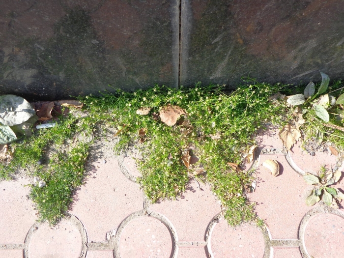 Мшанка шиловидная сюрприз