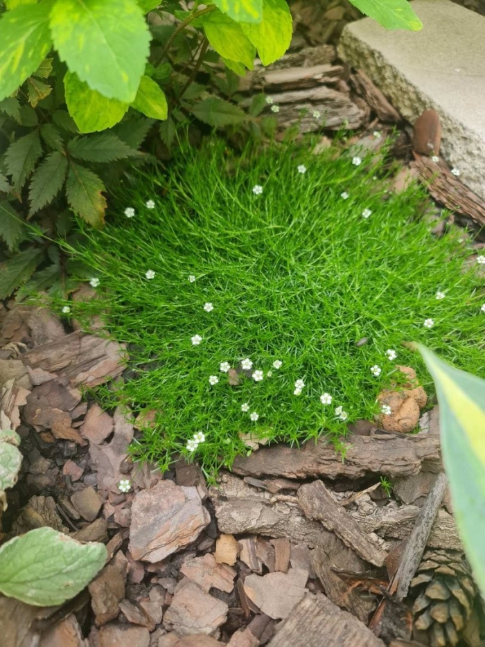 Мшанка ауреа