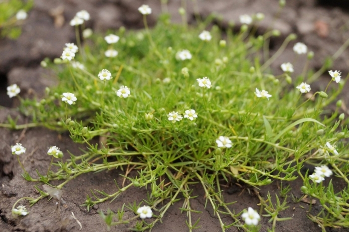 Шиловидная мшанка