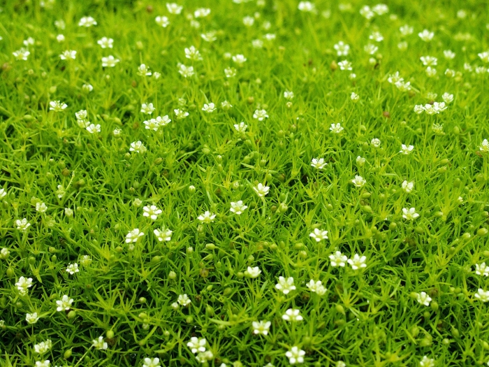 Мшанка шиловидная sagina subulata