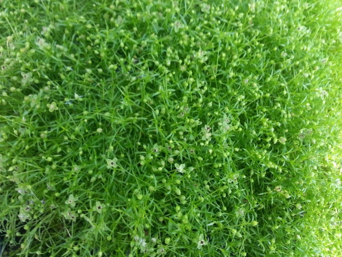 Мшанка ирландский мох