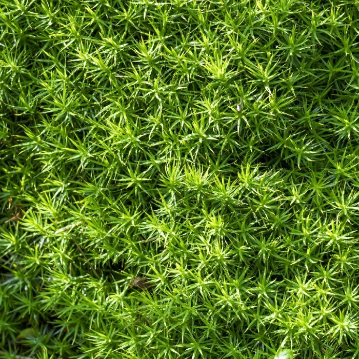 Polytrichum commune