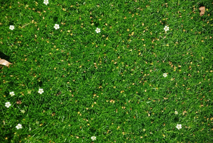 Мшанка шиловидная